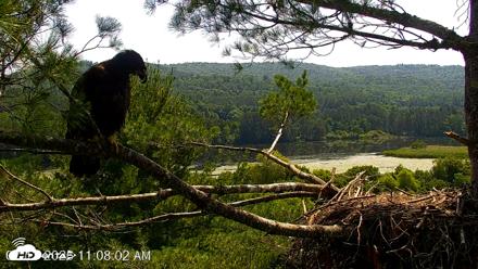 VINS Bald Eagles Nest Live Cams - Jul 13, 2026, 11:09am EDT