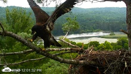 VINS Bald Eagles Nest Live Cams - Jul 15, 2026, 12:02pm EDT