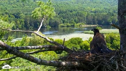 VINS Bald Eagles Nest Live Cams - Jul 24, 2026, 1:13pm EDT