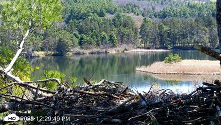 VINS Bald Eagles Nest Live Cams - Apr 27, 2026, 12:31pm EDT