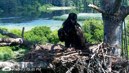 VINS Bald Eagles Nest Live Cams - Jul 24, 2026, 3:11pm EDT