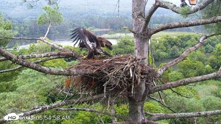 VINS Bald Eagles Nest Live Cams - Jul 29, 2026, 5:55am EDT