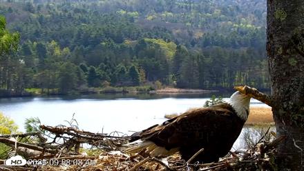 VINS Bald Eagles Nest Live Cams - May 5, 2026, 9:58am EDT
