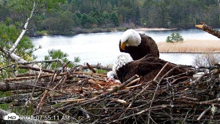 VINS Bald Eagles Nest Live Cams - May 3, 2026, 7:55am EDT