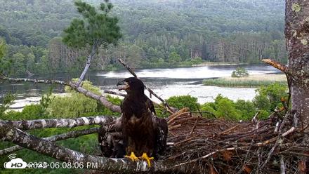 VINS Bald Eagles Nest Live Cams - Jul 2, 2026, 6:08pm EDT