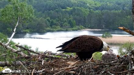 VINS Bald Eagles Nest Live Cams - May 20, 2026, 10:53am EDT