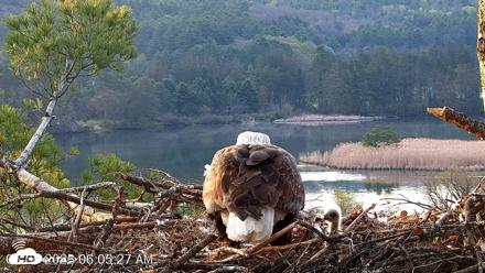 VINS Bald Eagles Nest Live Cams - May 5, 2026, 6:06am EDT