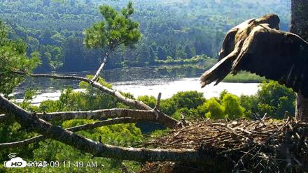 VINS Bald Eagles Nest Live Cams - Jul 24, 2026, 9:12am EDT