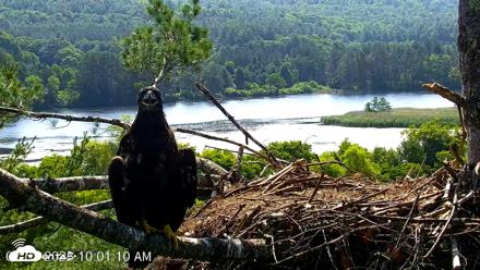 VINS Bald Eagles Nest Live Cams - Jul 3, 2026, 10:02am EDT