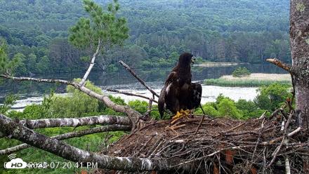 VINS Bald Eagles Nest Live Cams - Jul 1, 2026, 7:21pm EDT
