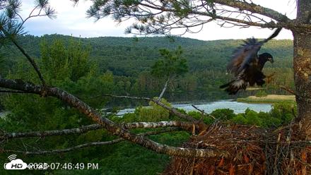 VINS Bald Eagles Nest Live Cams - Jul 9, 2026, 7:47pm EDT