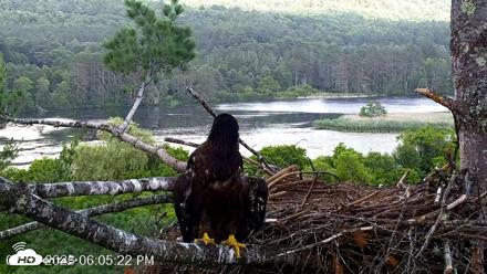 VINS Bald Eagles Nest Live Cams - Jul 2, 2026, 6:06pm EDT