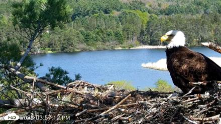 VINS Bald Eagles Nest Live Cams - May 12, 2026, 3:57pm EDT