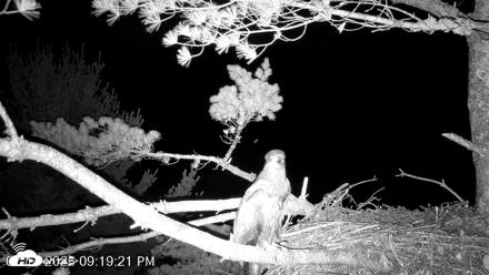 VINS Bald Eagles Nest Live Cams - Jul 14, 2026, 9:20pm EDT