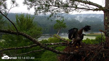 VINS Bald Eagles Nest Live Cams - Jul 7, 2026, 10:14am EDT