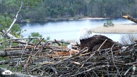 VINS Bald Eagles Nest Live Cams - May 3, 2026, 5:45am EDT