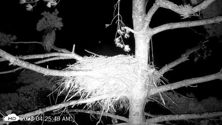 VINS Bald Eagles Nest Live Cams - Jul 29, 2026, 4:26am EDT