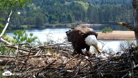 VINS Bald Eagles Nest Live Cams - May 5, 2026, 11:00am EDT