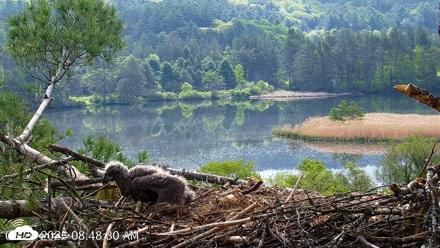 VINS Bald Eagles Nest Live Cams - May 20, 2026, 8:49am EDT