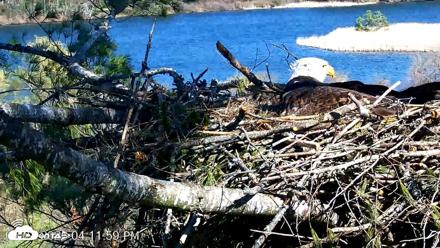 VINS Bald Eagles Nest Live Cams - Apr 23, 2026, 4:12pm EDT