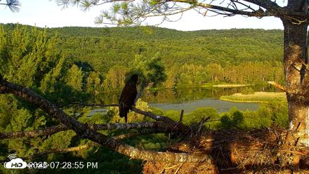 VINS Bald Eagles Nest Live Cams - Jul 17, 2026, 7:29pm EDT
