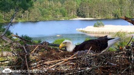VINS Bald Eagles Nest Live Cams - May 20, 2026, 6:39pm EDT