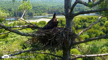 VINS Bald Eagles Nest Live Cams - Jul 27, 2026, 1:08pm EDT