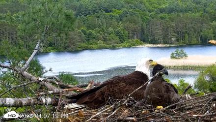 VINS Bald Eagles Nest Live Cams - Jun 2, 2026, 4:08pm EDT