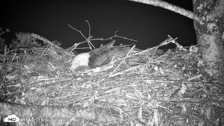 VINS Bald Eagles Nest Live Cams - Apr 20, 2026, 1:54am EDT