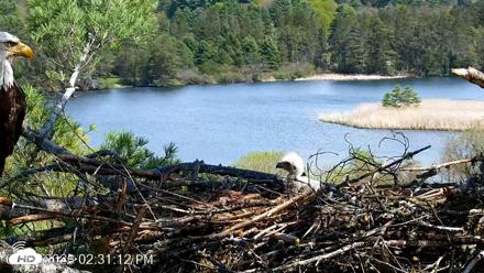 VINS Bald Eagles Nest Live Cams - May 10, 2026, 2:31pm EDT