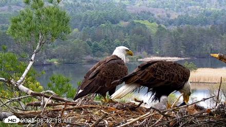 VINS Bald Eagles Nest Live Cams - May 6, 2026, 8:42am EDT