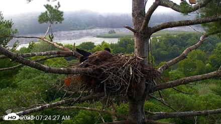 VINS Bald Eagles Nest Live Cams - Jul 27, 2026, 7:25am EDT