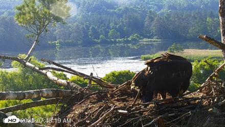 VINS Bald Eagles Nest Live Cams - Jun 24, 2026, 7:44am EDT