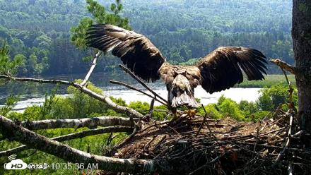 VINS Bald Eagles Nest Live Cams - Jul 1, 2026, 10:38am EDT