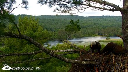 VINS Bald Eagles Nest Live Cams - Jul 10, 2026, 5:09pm EDT