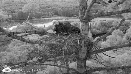 VINS Bald Eagles Nest Live Cams - Aug 22, 2026, 5:57am EDT