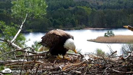 VINS Bald Eagles Nest Live Cams - May 8, 2026, 10:15am EDT