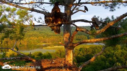 VINS Bald Eagles Nest Live Cams - Jul 27, 2026, 7:28pm EDT