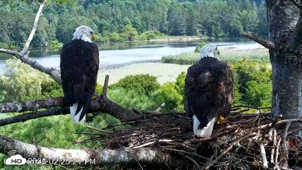 VINS Bald Eagles Nest Live Cams - Aug 22, 2026, 2:26pm EDT