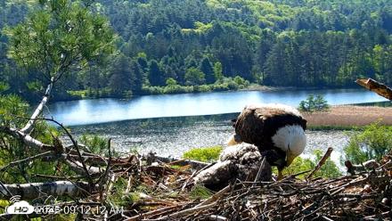 VINS Bald Eagles Nest Live Cams - May 26, 2026, 9:12am EDT