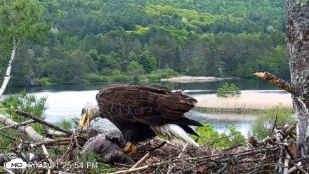 VINS Bald Eagles Nest Live Cams - May 23, 2026, 1:26pm EDT