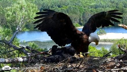 VINS Bald Eagles Nest Live Cams - Jun 4, 2026, 3:16pm EDT