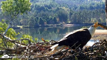 VINS Bald Eagles Nest Live Cams - Apr 28, 2026, 8:28am EDT