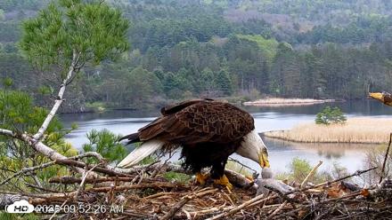 VINS Bald Eagles Nest Live Cams - May 6, 2026, 9:53am EDT