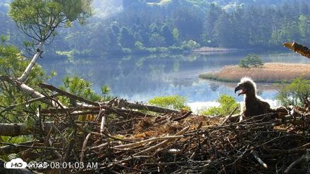 VINS Bald Eagles Nest Live Cams - May 19, 2026, 8:01am EDT