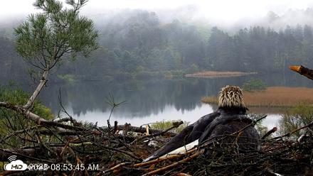 VINS Bald Eagles Nest Live Cams - May 14, 2026, 8:54am EDT