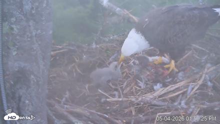 VINS Bald Eagles Nest Live Cams - May 4, 2026, 1:51pm EDT
