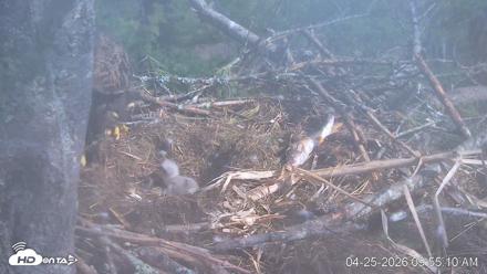 VINS Bald Eagles Nest Live Cams - Apr 25, 2026, 9:55am EDT