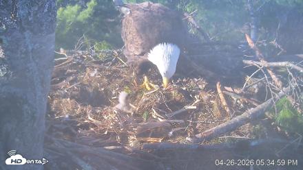VINS Bald Eagles Nest Live Cams - Apr 26, 2026, 5:35pm EDT