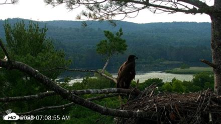 VINS Bald Eagles Nest Live Cams - Jul 14, 2026, 7:09am EDT
